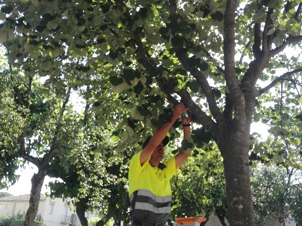 Tratamiento biológico para combatir el pulgón a un centenar de árboles de Cassà
