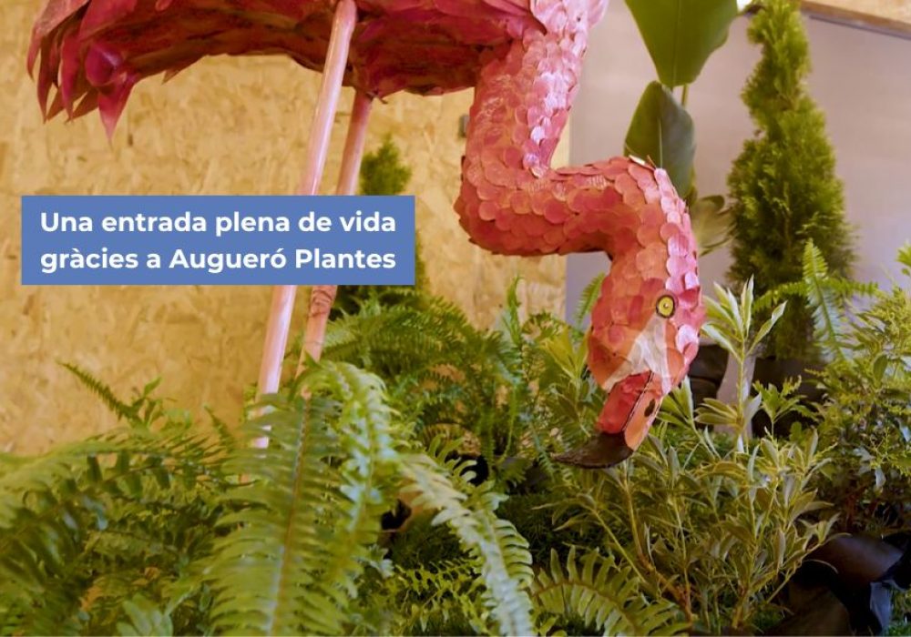 auguero-plantes-fundacio-ramon-noguera